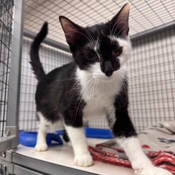 Ziva -  Domestic Short Hair Cat for Adoption in Columbiana, Alabama - Ziva | PetCurious