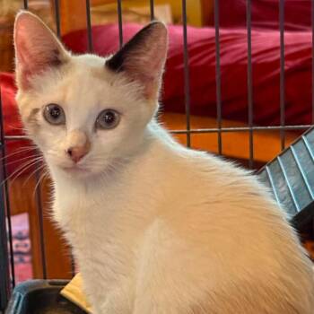 Jane -  Domestic Short Hair Cat for Adoption in Williston, Florida - Jane | PetCurious