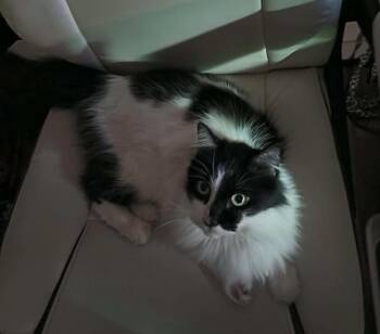 Domestic Long Hair and Tuxedo Cats Available for Adoption in Chandler, Arizona - Arwen Longtail | PetCurious