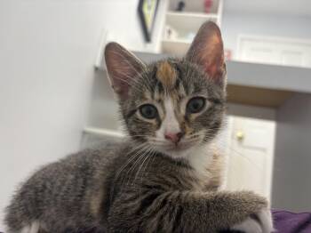Cherry -  Domestic Short Hair Cat for Adoption in Bethesda, Maryland - Cherry | PetCurious