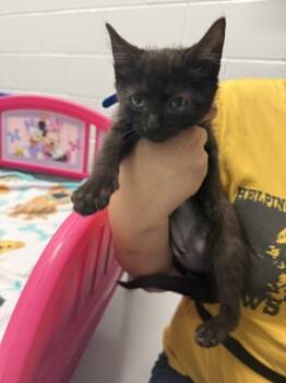 Rescue Domestic Short Hair Cats for Adoption in Topeka, Kansas - Winkie | PetCurious