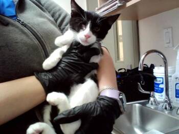 ARLO -  Domestic Short Hair Cat for Adoption in Martinez, California - ARLO | PetCurious
