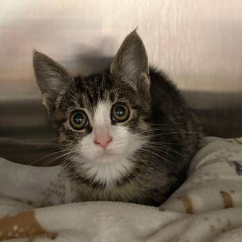 Dorcas -  Domestic Short Hair Cat for Adoption in Keizer, Oregon - Dorcas | PetCurious
