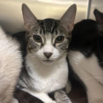 Kung Fu -  Domestic Short Hair Cat for Adoption in Park City, Utah - Kung Fu | PetCurious
