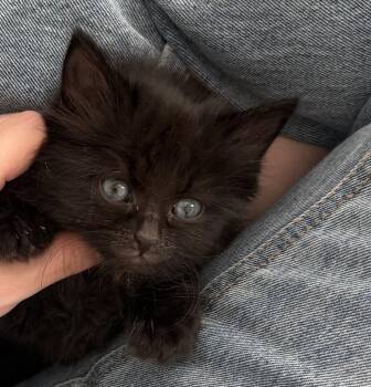 Sabel -  Domestic Long Hair Cat for Adoption in Buford, Georgia - Sabel | PetCurious