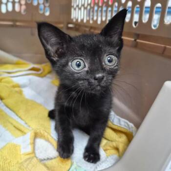 Minerva 29732 -  Domestic Short Hair Cat for Adoption in Middleburg, Florida - Minerva 29732 | PetCurious