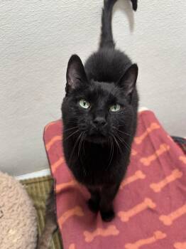 Rescue Domestic Short Hair Cats for Adoption in Chicago, Illinois - Loup | PetCurious