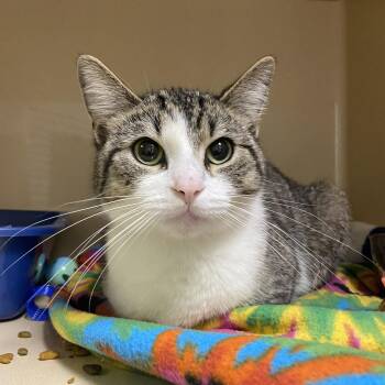 Domestic Short Hair Cats Available for Adoption - Rosie | PetCurious