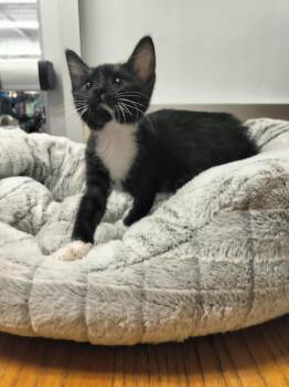 Rescue Tuxedo Cats for Adoption in Parlier, California - Spot | PetCurious