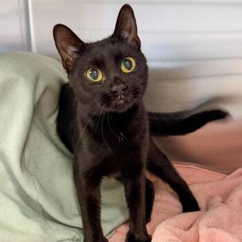 Petunia -  Domestic Short Hair Cat for Adoption in Scituate, Massachusetts - Petunia | PetCurious