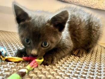 Russian Blue and Domestic Short Hair Cats Available for Adoption in Walnut Creek, California - Lainey & Jerry | PetCurious