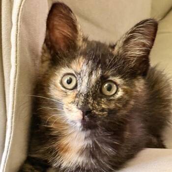 Maple -  Domestic Short Hair Cat for Adoption in NEW PT RICHEY, Florida - Maple | PetCurious