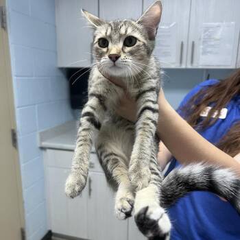 Goo -  Domestic Short Hair Cat for Adoption in Riverside, California - Goo | PetCurious