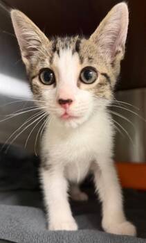 Louis Vitton (Petsmart) -  Domestic Short Hair Cat for Adoption in Ocala, Florida - Louis Vitton (Petsmart) | PetCurious
