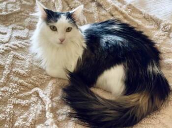 Domestic Long Hair Cats Available for Adoption - IVY | PetCurious