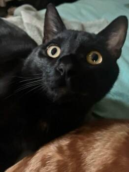 Choco Taco -  Domestic Short Hair Cat for Adoption in Los Angeles, California - Choco Taco | PetCurious