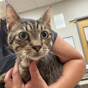 Rivers - 081912U -  Domestic Short Hair Cat for Adoption in Tupelo, Mississippi - Rivers - 081912U | PetCurious