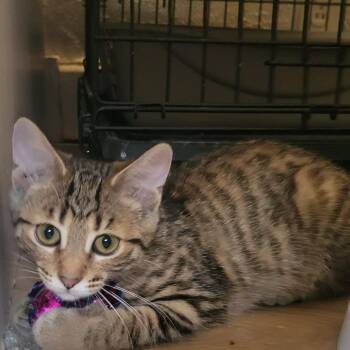 Big John -  Domestic Short Hair Cat for Adoption in Portage, Michigan - Big John | PetCurious
