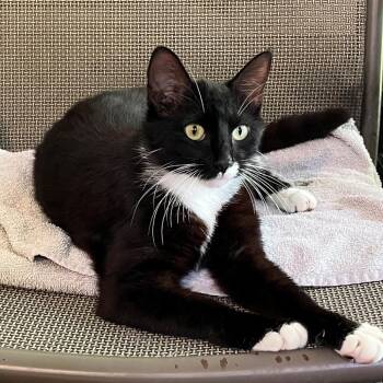 Little Debbie -  Domestic Short Hair Cat for Adoption in Columbus, Georgia - Little Debbie | PetCurious