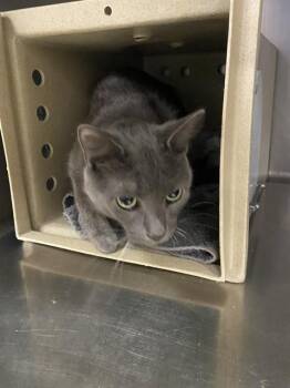 DAIKU -  Domestic Short Hair Cat for Adoption in Fort Myers, Florida - DAIKU | PetCurious
