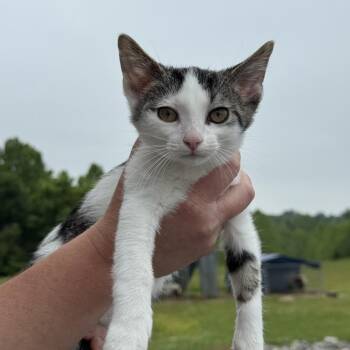 Domestic Short Hair Cats Available for Adoption in New York, New York - Arthur | PetCurious