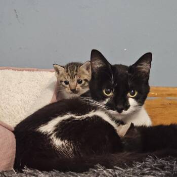 Rescue Domestic Short Hair Cats for Adoption in Hudson, New York - Molly | PetCurious