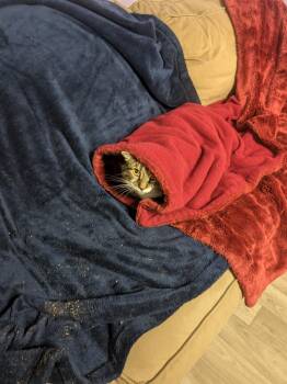 Rescue Domestic Short Hair Cats for Adoption in Rocky Ridge, Maryland - Apollo | PetCurious