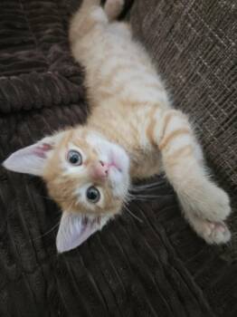 CURRY* -  Domestic Short Hair Cat for Adoption in Santa Cruz, California - CURRY* | PetCurious