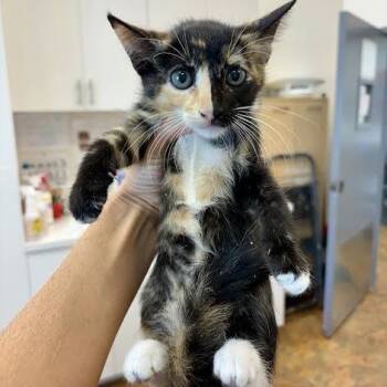 Lilia #2261 -  Domestic Short Hair Cat for Adoption in Buffalo, New York - Lilia #2261 | PetCurious