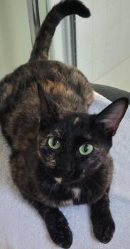 June -  Domestic Short Hair Cat for Adoption in Lawrenceville, Georgia - June | PetCurious