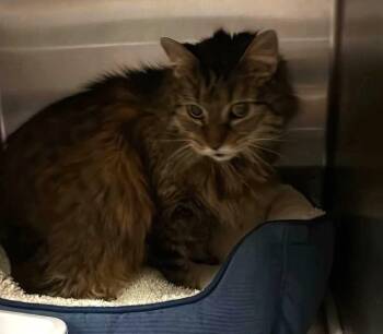 Found stray: Princess -  Domestic Long Hair Cat for Adoption in Rockwall, Texas - Found Stray: Princess | PetCurious