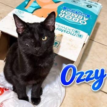 Ozzy -  Domestic Short Hair Cat for Adoption in Westland, Michigan - Ozzy | PetCurious