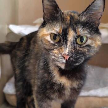 Cali -  Domestic Short Hair Cat for Adoption in Michigan City, Indiana - Cali | PetCurious