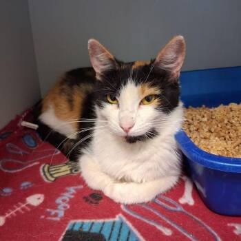 Milady -  Domestic Short Hair Cat for Adoption in Kingman, Arizona - Milady | PetCurious