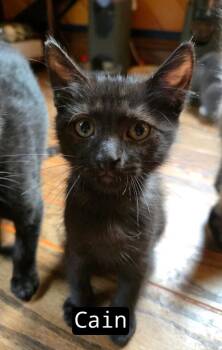 Cain -  Siamese Cat for Adoption in Johnson City, Tennessee - Cain | PetCurious