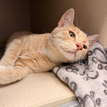 Baby Boy -  Domestic Short Hair Cat for Adoption in Durango, Colorado - Baby Boy | PetCurious