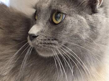 Rescue Domestic Medium Hair Cats for Adoption in Kent, Washington - A735481 | PetCurious