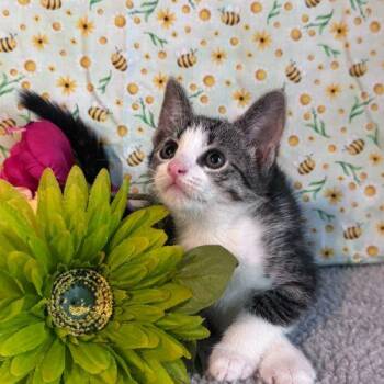 Drinking Crayons -  Domestic Short Hair Cat Available for Adoption in Toms River, New Jersey - Drinking Crayons | PetCurious