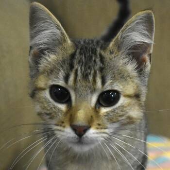 Golfball -  Domestic Short Hair Cat for Adoption in Auburn, Nebraska - Golfball | PetCurious