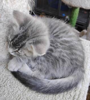 Domestic Medium Hair Cats Available for Adoption in Battle Creek, Michigan - Jaimie | PetCurious