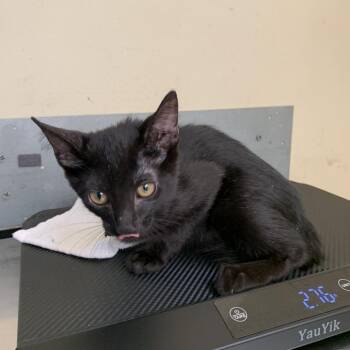 Ono -  Domestic Short Hair Cat for Adoption in Pasadena, California - Ono | PetCurious