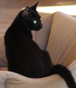 Christie -  Domestic Short Hair Cat for Adoption in North Fort Myers, Florida - Christie | PetCurious