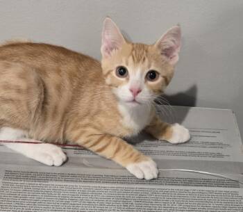 Reeses -  Domestic Short Hair Cat for Adoption in Mount Prospect, Illinois - Reeses | PetCurious