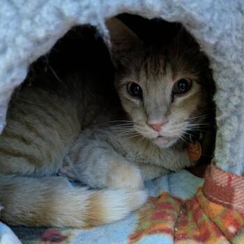 Dodger -  Domestic Short Hair Cat for Adoption in Springfield, Missouri - Dodger | PetCurious