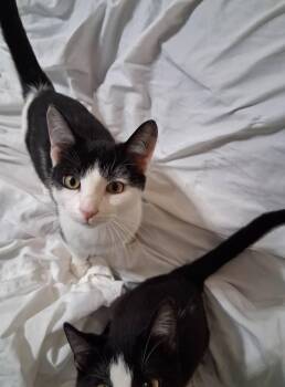 Rescue Tuxedo Cats for Adoption in Inez, Kentucky - Scooter | PetCurious