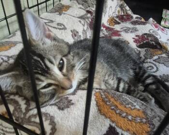 Melinda -  Domestic Short Hair Cat for Adoption in Pittsboro, North Carolina - Melinda | PetCurious