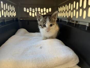 Bisou -  Domestic Short Hair Cat for Adoption in Berkeley, California - Bisou | PetCurious