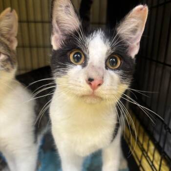 Chevy -  Domestic Short Hair Cat for Adoption in Midland, Texas - Chevy | PetCurious