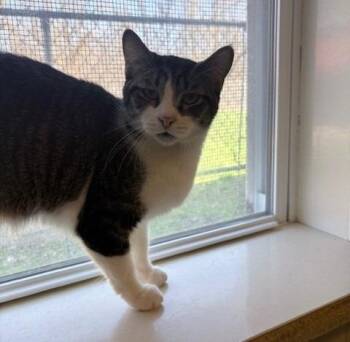 Domestic Short Hair Cats Available for Adoption in Ogdensburg, New York - Little Man | PetCurious