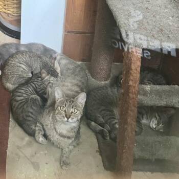 Dalton -  Domestic Short Hair Cat for Adoption in Roswell, Georgia - Dalton | PetCurious